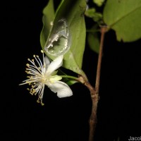 Eugenia roxburghii DC.